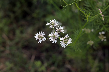 White Coriander flowers and coriander fields