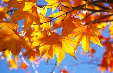 Naklejka na ściany i meble sunlight run through yellow mable leaves and red branch background with blue sky . closeup mable structure leaves in autumn colourful of yellow mable leaves and red branch 