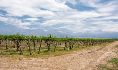 Fototapeta premium Beautiful rural landscape with vineyard and mountains in Uco Valley, Mendoza. Argentina