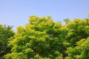 crown of Sophora tree in blue sky