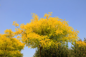 Fototapeta premium Chinese scholar tree in the blue sky