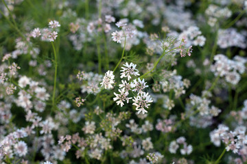 White Coriander flowers and coriander fields