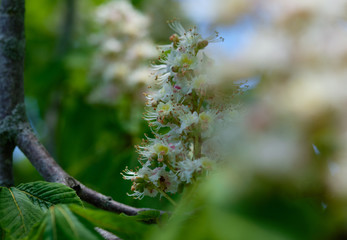 Close-up of blooming bird cherry.