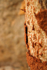 Termites with wood  and soil texture