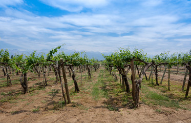 Fototapeta na wymiar Symmetrical composition of vineyard with mountain in the background