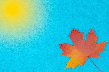Autumn maple leaf on a colored background.