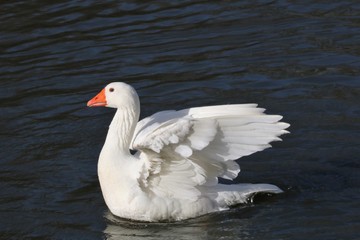 Canard de Pékin