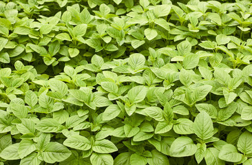 Green amaranth field background, leaf vegetable, cereal plant, source of proteins and amino acids growing in the garden, agriculture and grow your own concept