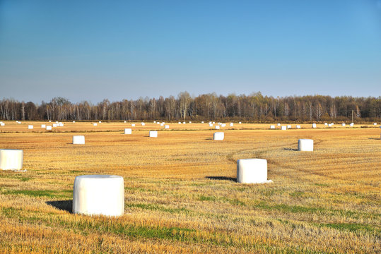 agricultural field with white big bags, autumn clear sunny day blue sky, harvest