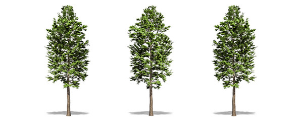 Beautiful Pinus sylvestris tree isolated and cutting on a white background with clipping path.
