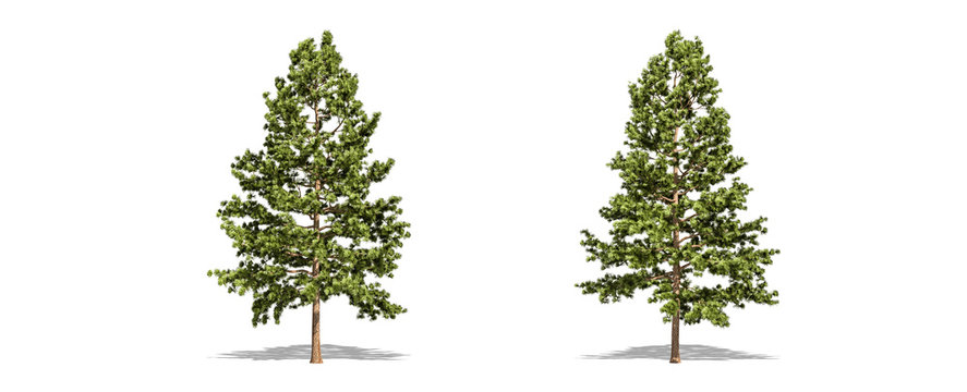 Beautiful Pinus strobus tree isolated and cutting on a white background with clipping path.