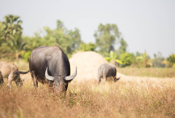 Obraz premium buffalo