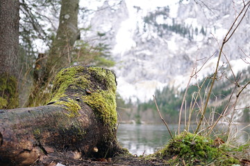 Cuted Tree at the lake with mountain in the background
