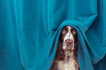 The dog is hiding behind the curtains from the owner, because it ruined his household things.