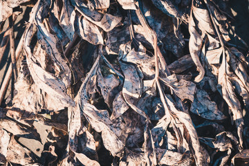Dry leaves to clean the area on cool spring day.