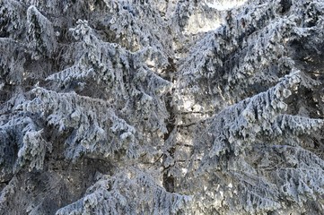 fir trees under the snow