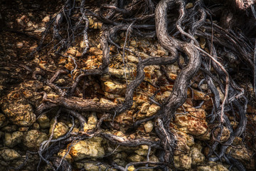 A Nature scene showing tree roots, moss covered rocks, and mist in the background.