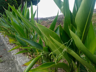 Decoration plant outdoor beside road walk