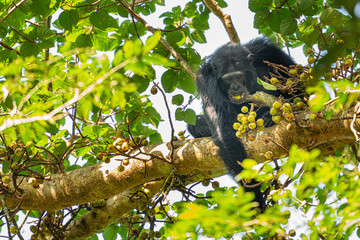 uganda kibale forest chimp chimpanzee