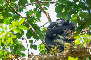 uganda kibale forest chimp chimpanzee
