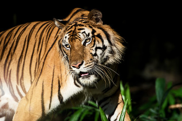 The tiger is looking for food in the forest. (Panthera tigris corbetti) in the natural habitat, wild dangerous animal in the natural habitat, in Thailand.