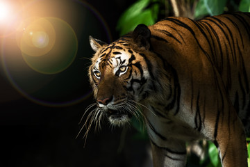 Photos of tiger naturally.