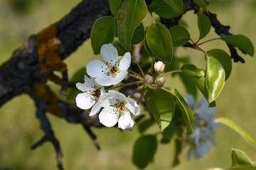 Blooming tree in spring. Tree branch with white flowers and green leaves closeup. White petals of cherry blossoms on green blurred background. Sakura tree in bloom. Gardening of fruit trees in spring