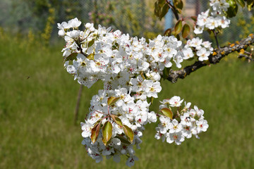 Blooming apple tree. Bunch of luxuriant white petals of cherry blossoms on blurry green background. White flowers of tree branch closeup. Sakura tree in bloom. Organic gardening of fruit trees.