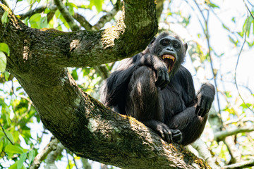 uganda kibale forest chimp chimpanzee