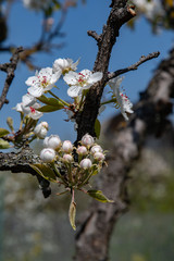 Cherry tree blossom. Luxuriant white cherry blossoms and white flower buds on tree branches with blurry blue background. White flowers with pink stamens inside blossoms. Sakura tree in bloom. Garden