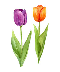 Tulip flower element clip art set orange, purple, watercolor painting isolated on white background hand drawn illustration for card or your design