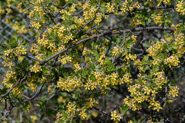 Fototapeta na wymiar Yellow flowers on tree. Natural textures of blooming bushes covered with small yellow blossoms and green foliage. Tree branches with yellow flowers and red middles. Gardening of flowering shrubs.