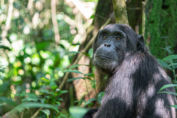 uganda kibale forest chimp chimpanzee