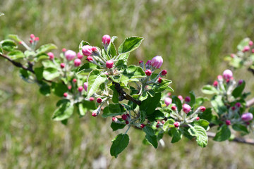 Flowers in garden. Fresh small leaves of fruit tree branches with pink blossom buds among green blur background. Closeup of small round rosy buds on blooming cherry tree twigs. Organic gardening.