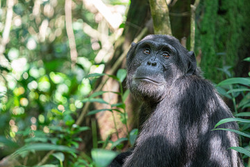 uganda kibale forest chimp chimpanzee
