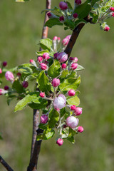 Blooming apple tree in spring. Fruit tree branches with pink blossom buds among fresh green leaves on blurry background. Closeup of small round rosy buds on blooming cherry tree twigs. Floral backdrop