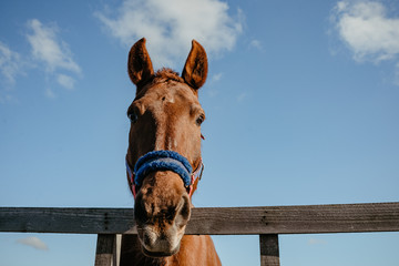 Portrait of a horse standing in a wooden stall. Horse face close.