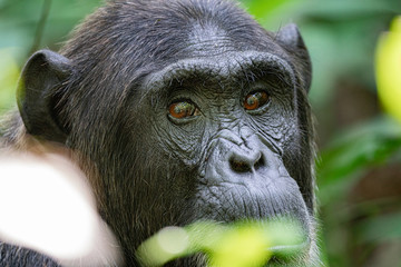 uganda kibale forest chimp chimpanzee