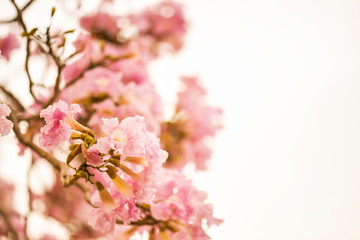 Pink rosy trumpet tree isolated on white