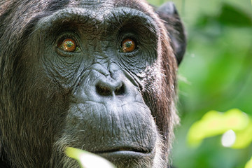 uganda wildlife kibale chimp chimpanzee portrait close up