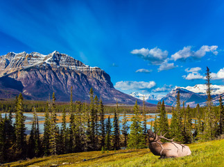 Noble Canadian deer