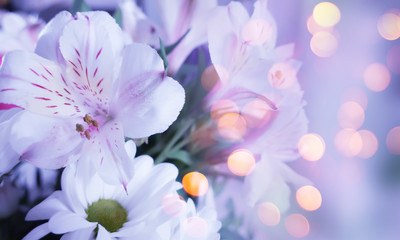Delicate blurred floral background. Spring flowers close-up, blurry lights