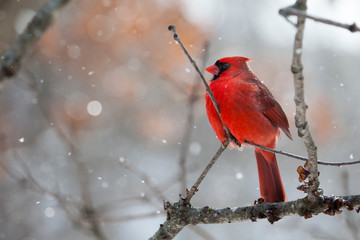 Red male cardinal bird in snow