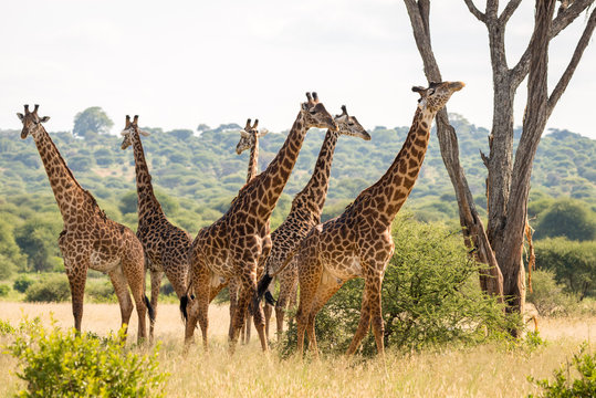 Group of six giraffes in Tarangire National Park