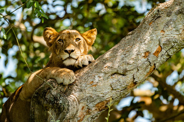uganda wildlife hanging tree lion ishasha sleeping queen elizabeth