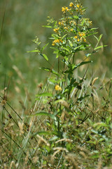 gelbe Blüten im Gras 