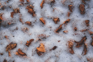 dry leaves under the first snow
