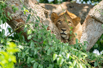 uganda wildlife hanging tree lion ishasha sleeping queen elizabeth