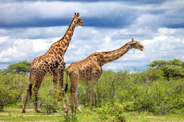 Giraffes