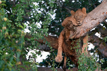 uganda wildlife hanging tree lion sleeping